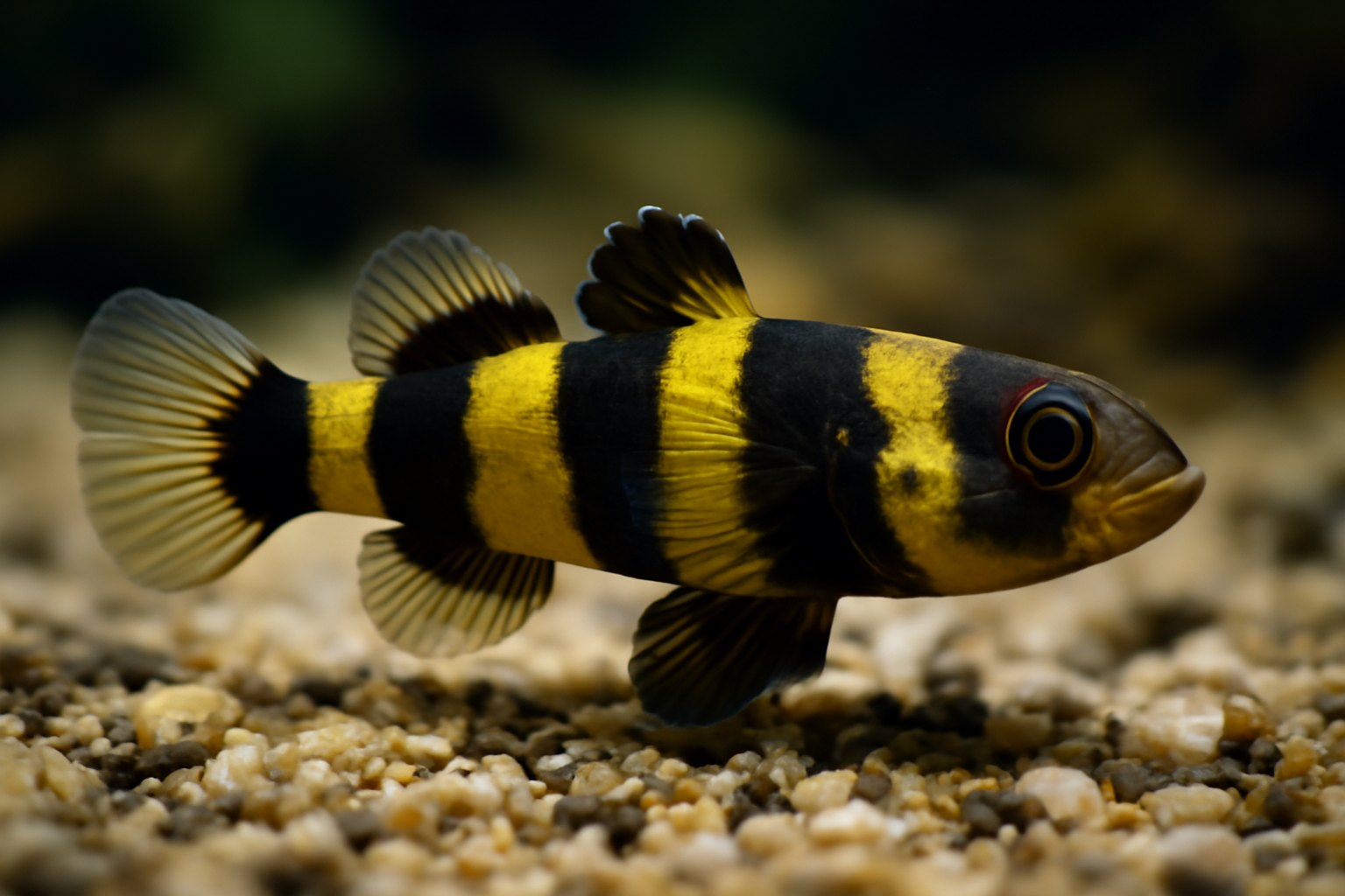 Eastern Bumblebee Goby