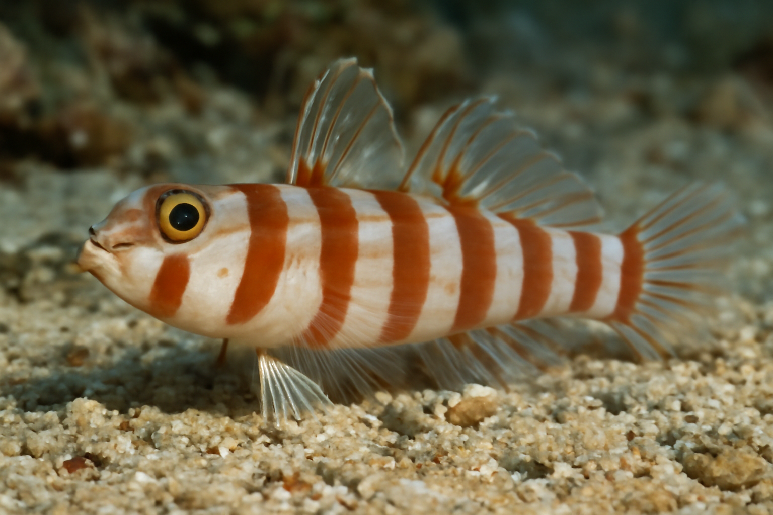 Multiband Goby