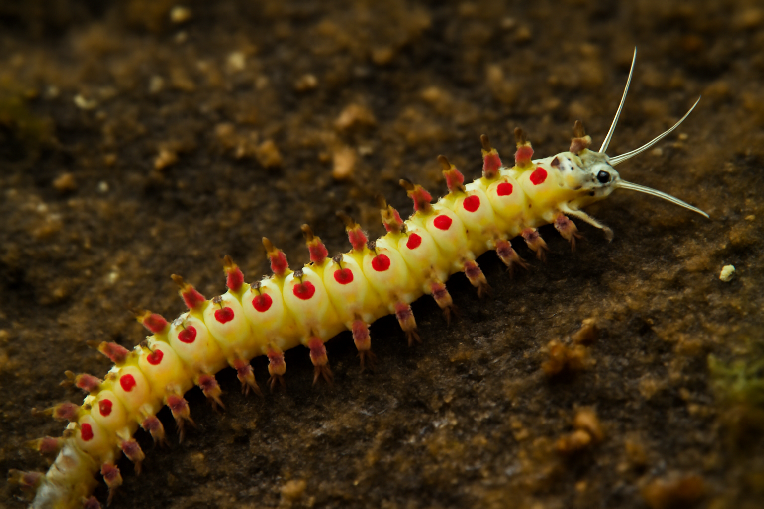 Pseudosyllis magnipapillata