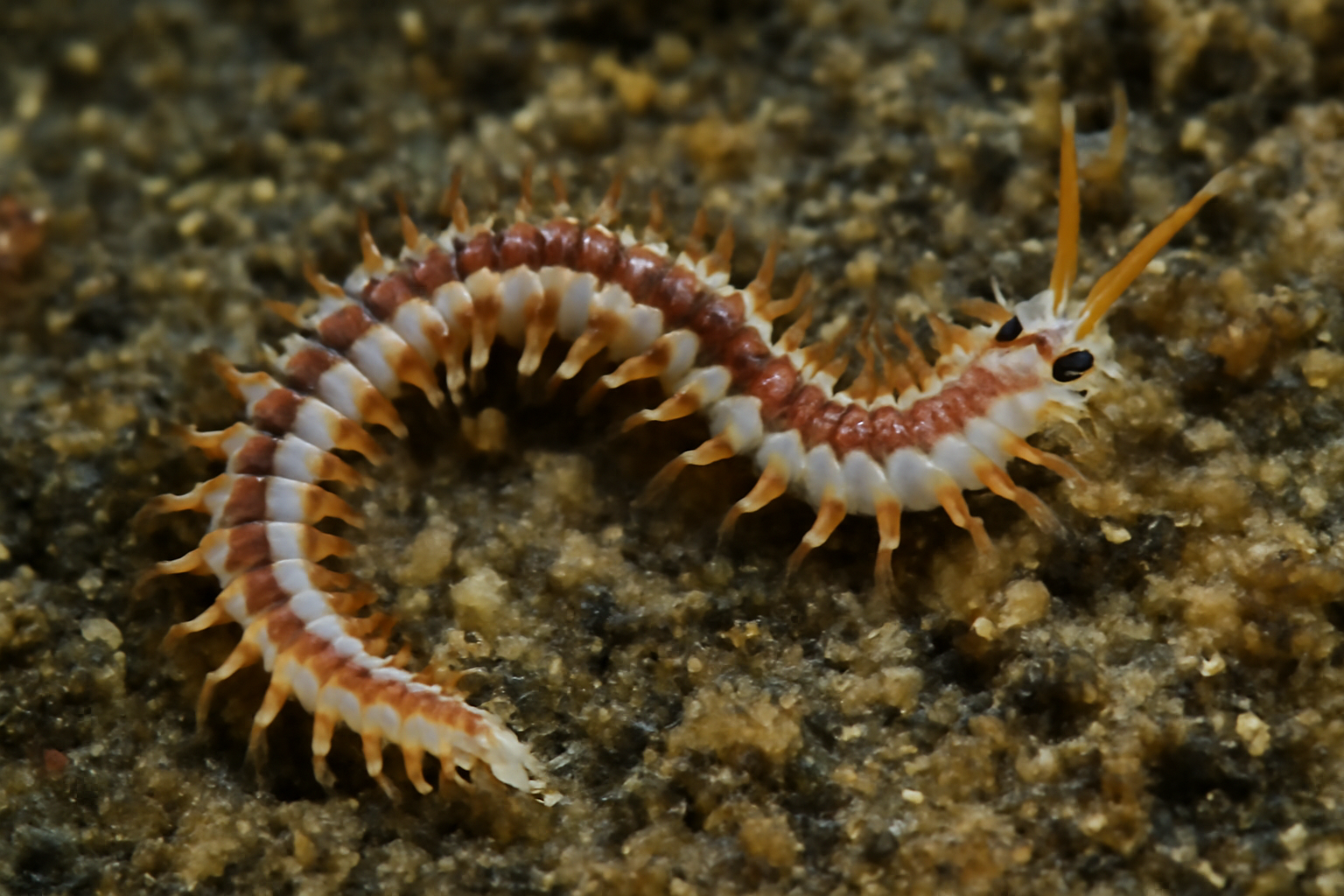 Pseudosyllis bifurcata