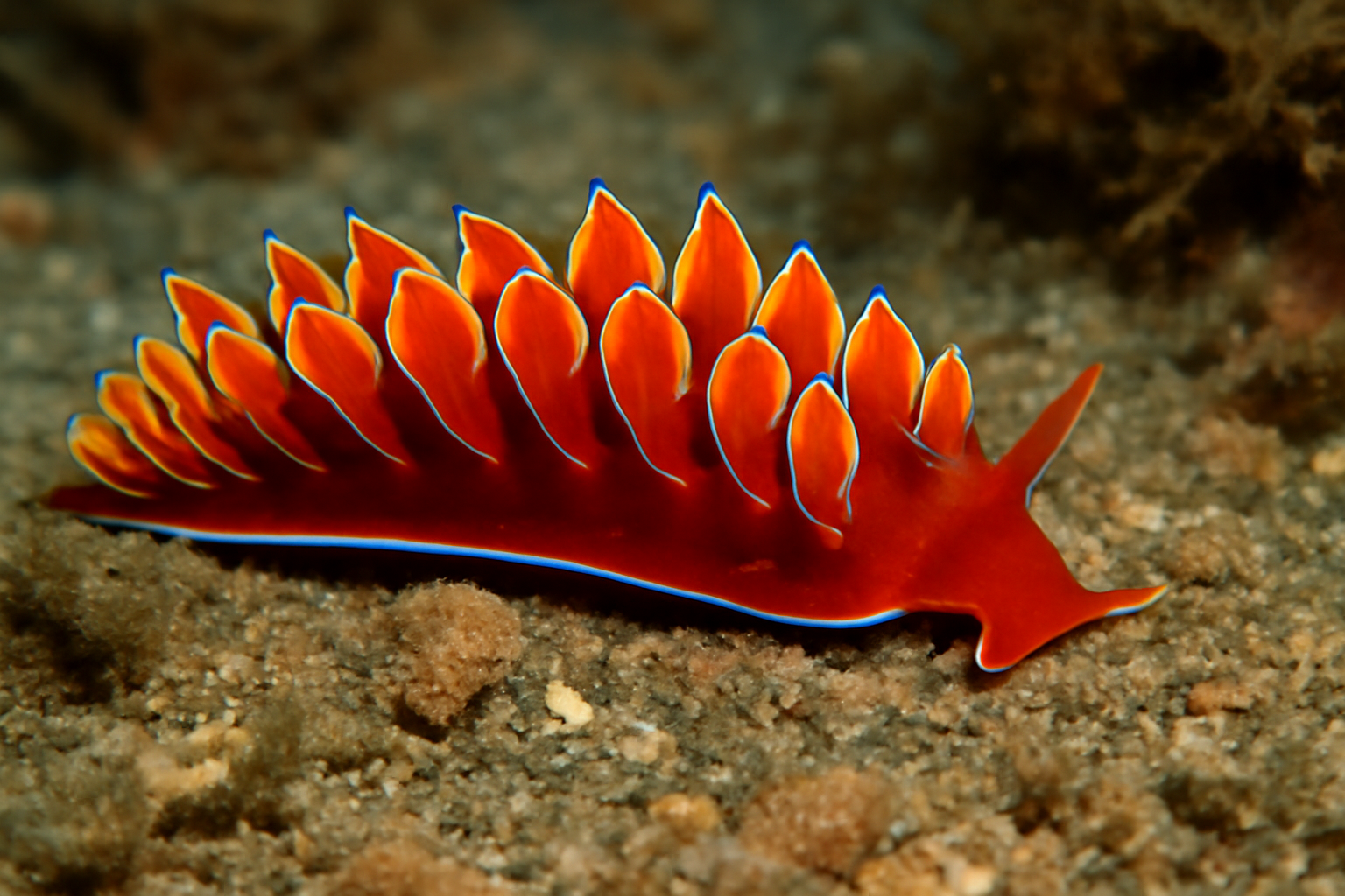 Ember Parapodium