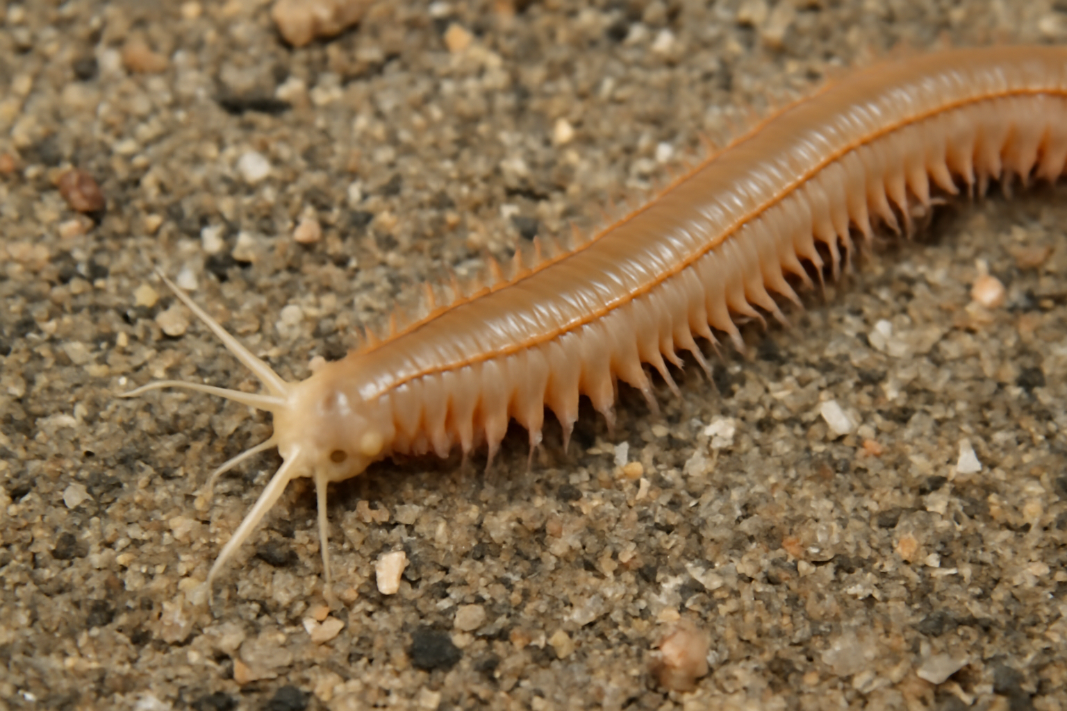 Atlantic Strandworm