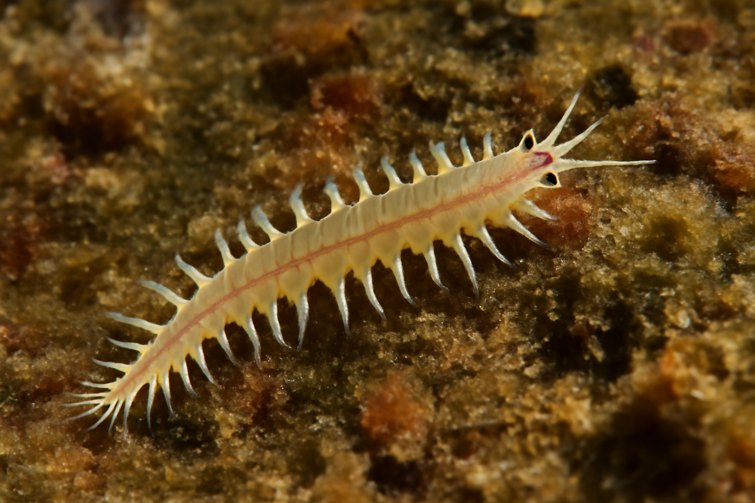 Syllis gracilis