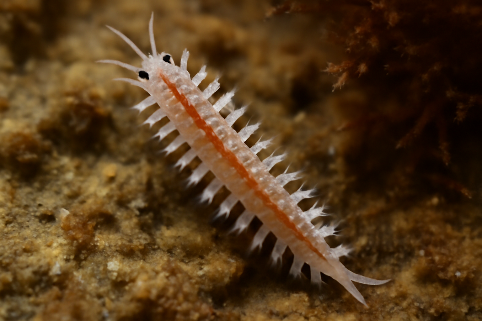 Syllis prolifera