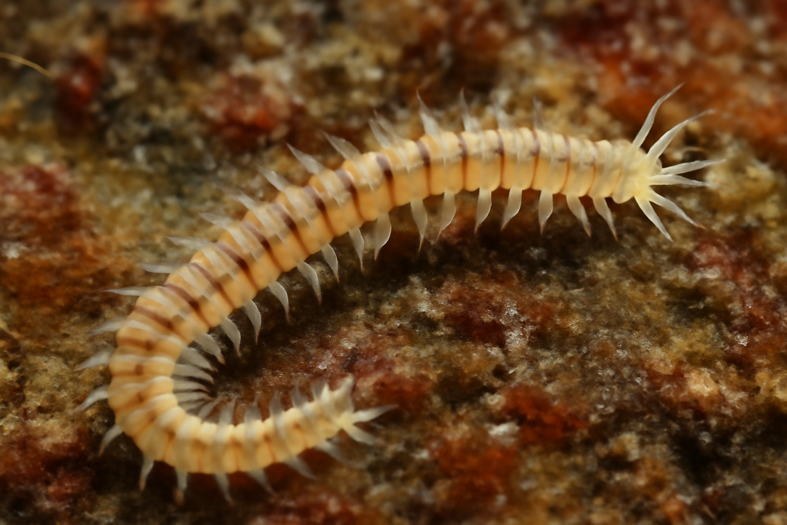 Syllis armillaris