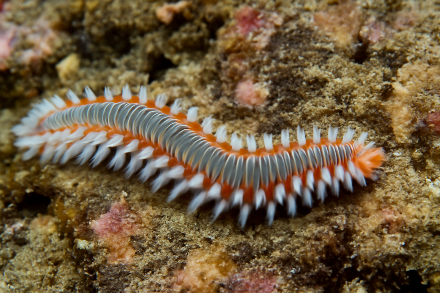 Striped Bristle Worm