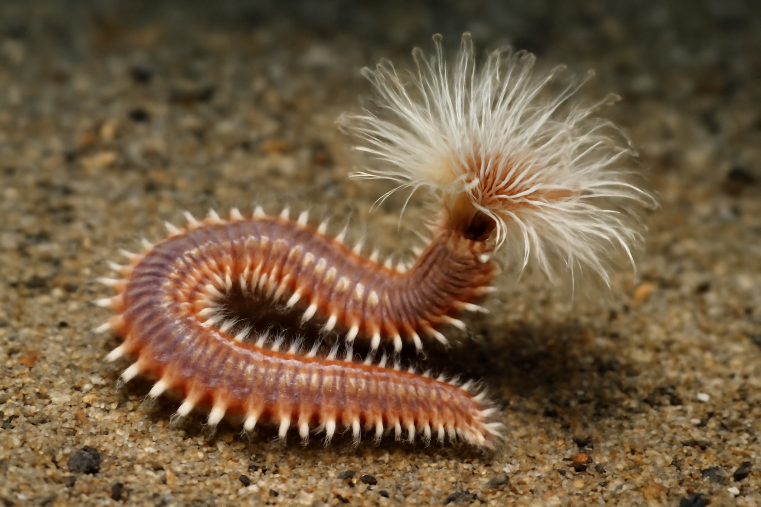 Amphitrite Worm