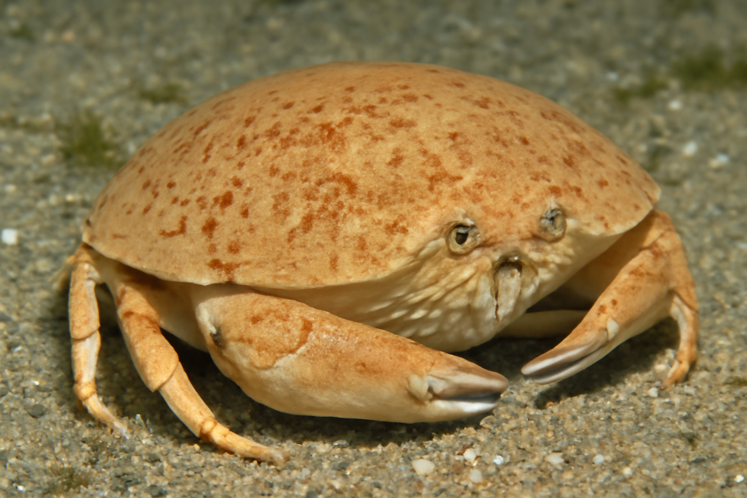 Smooth Box Crab
