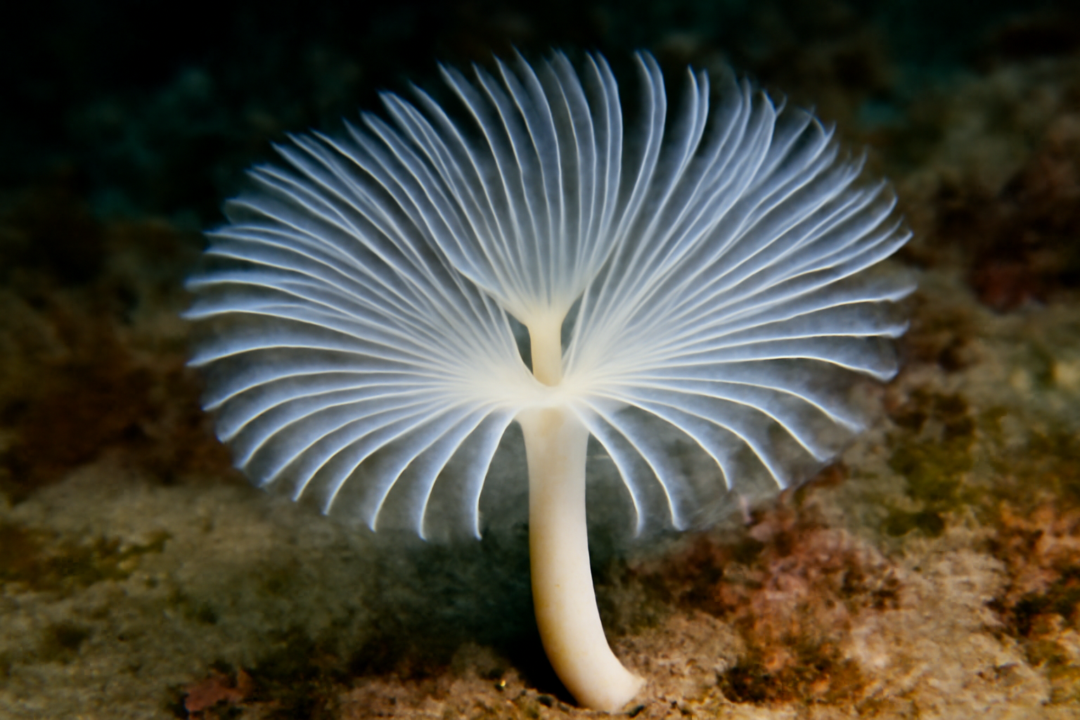 White Parchment Tube Worm