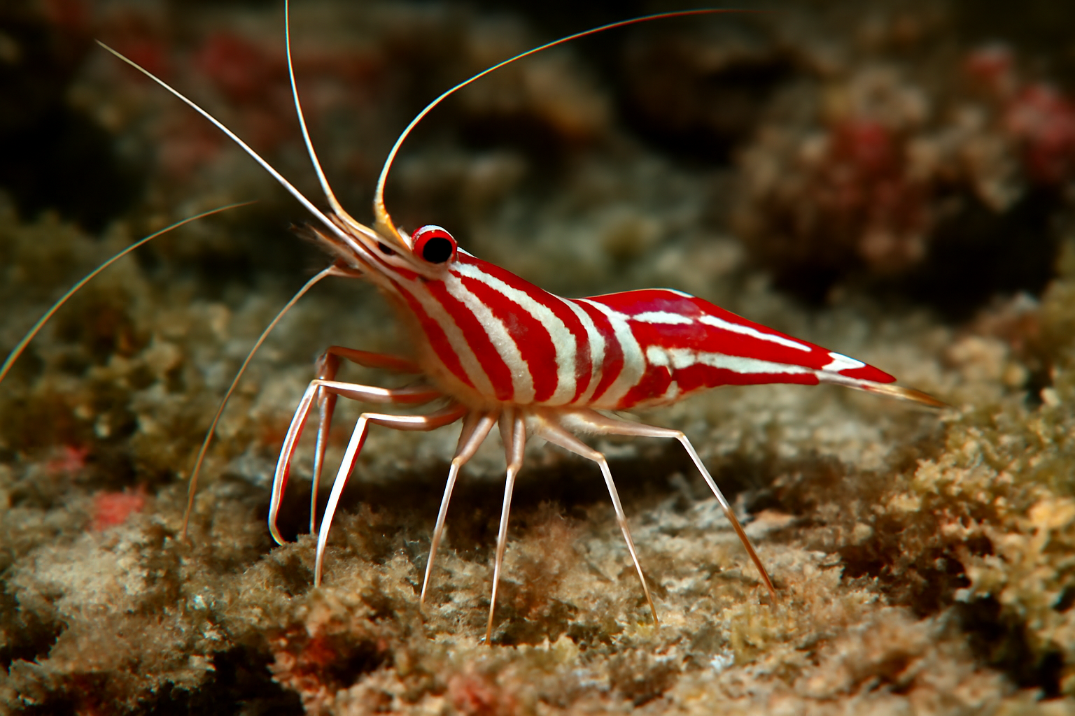 Striped cleaner shrimp