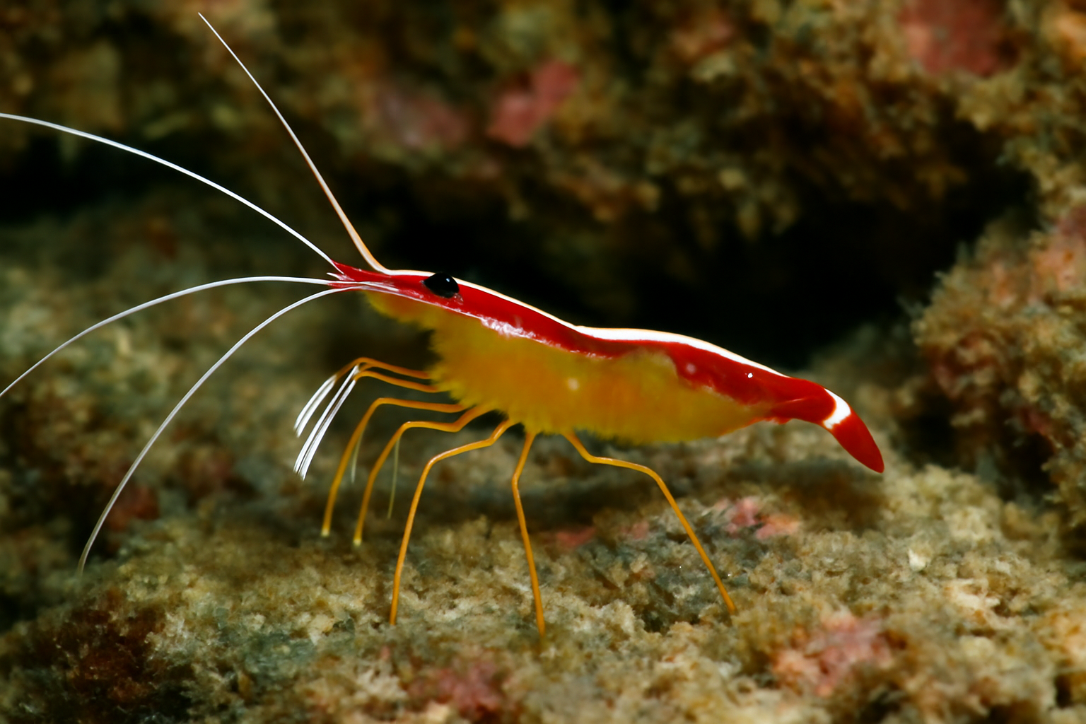 Pacific cleaner shrimp