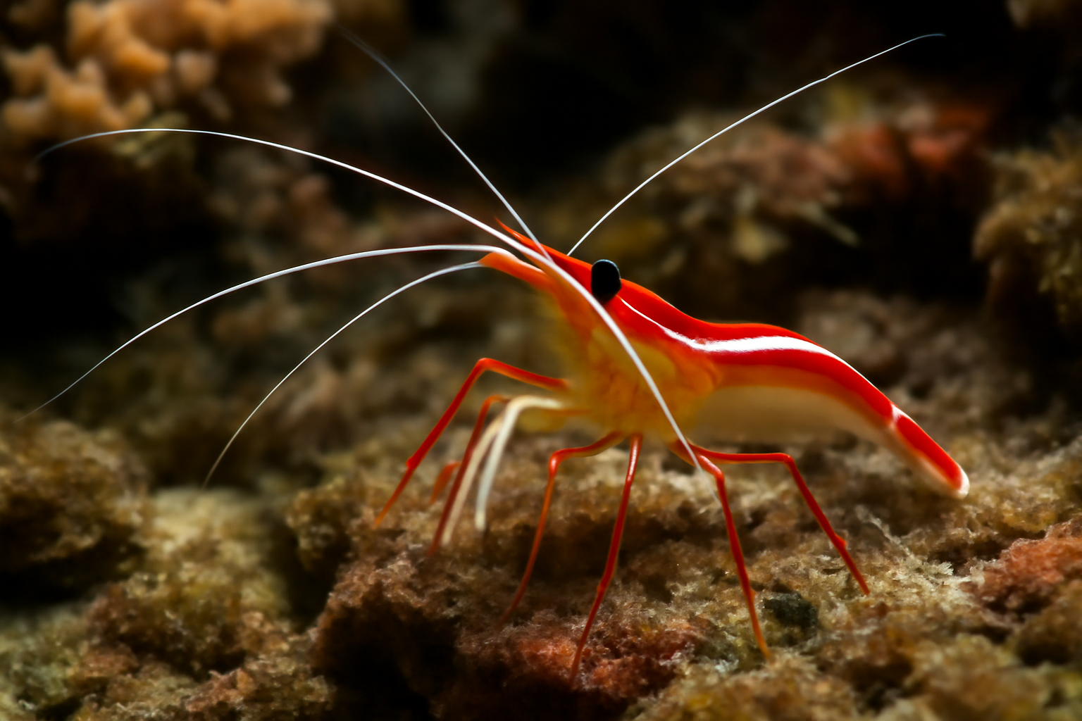 Atlantic cleaner shrimp