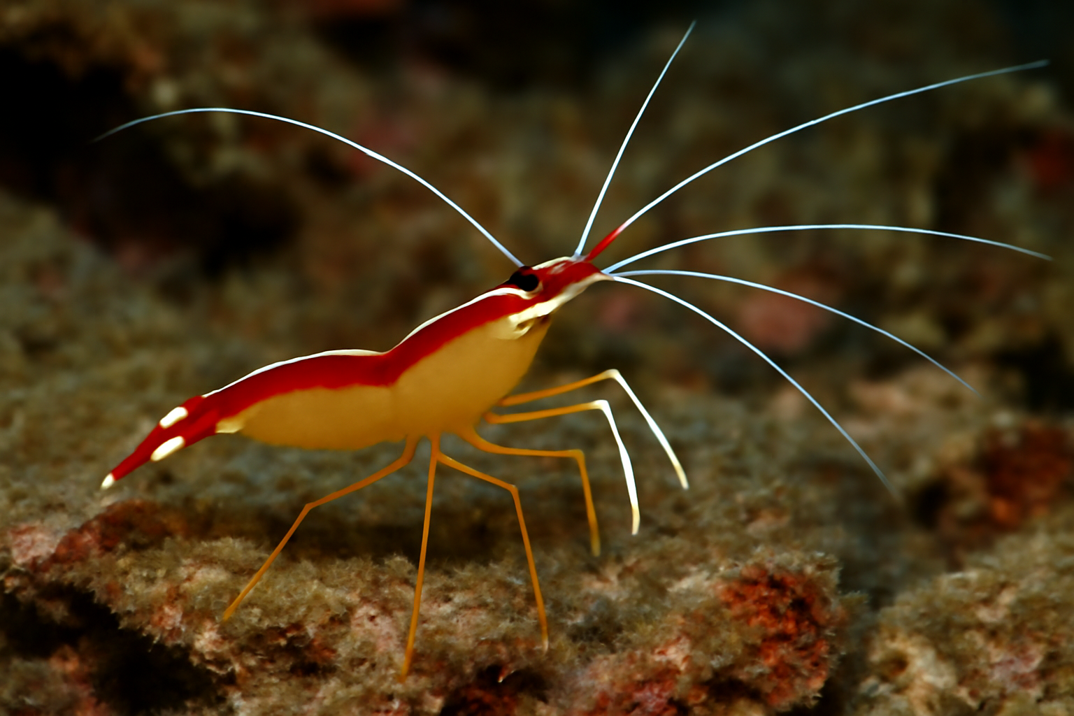 Indian cleaner shrimp