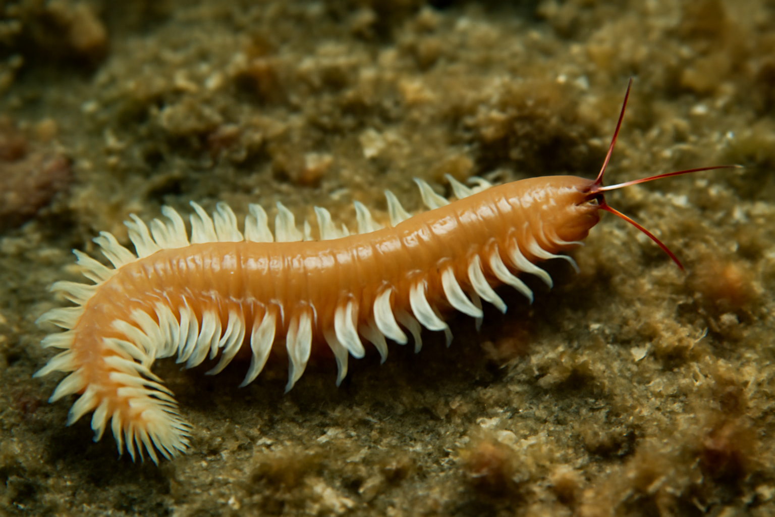 Paddle Worm