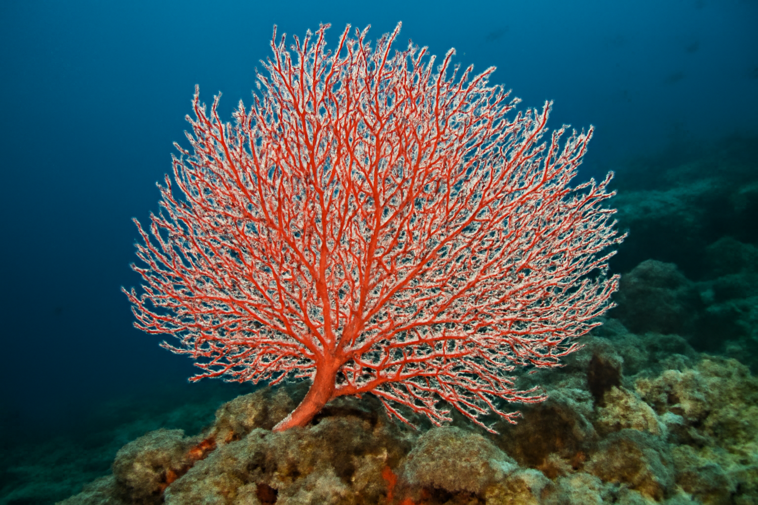 Venomous sea fan