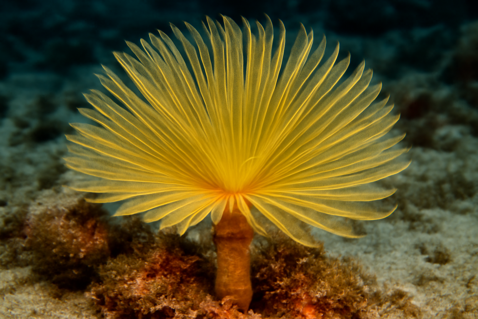Yellow feather duster worm
