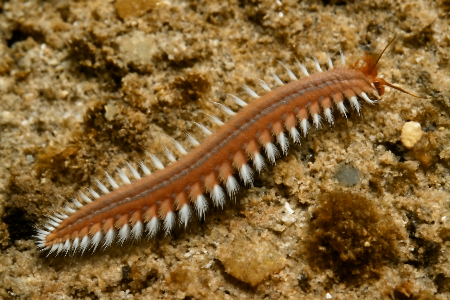 Mediterranean Polychaetes