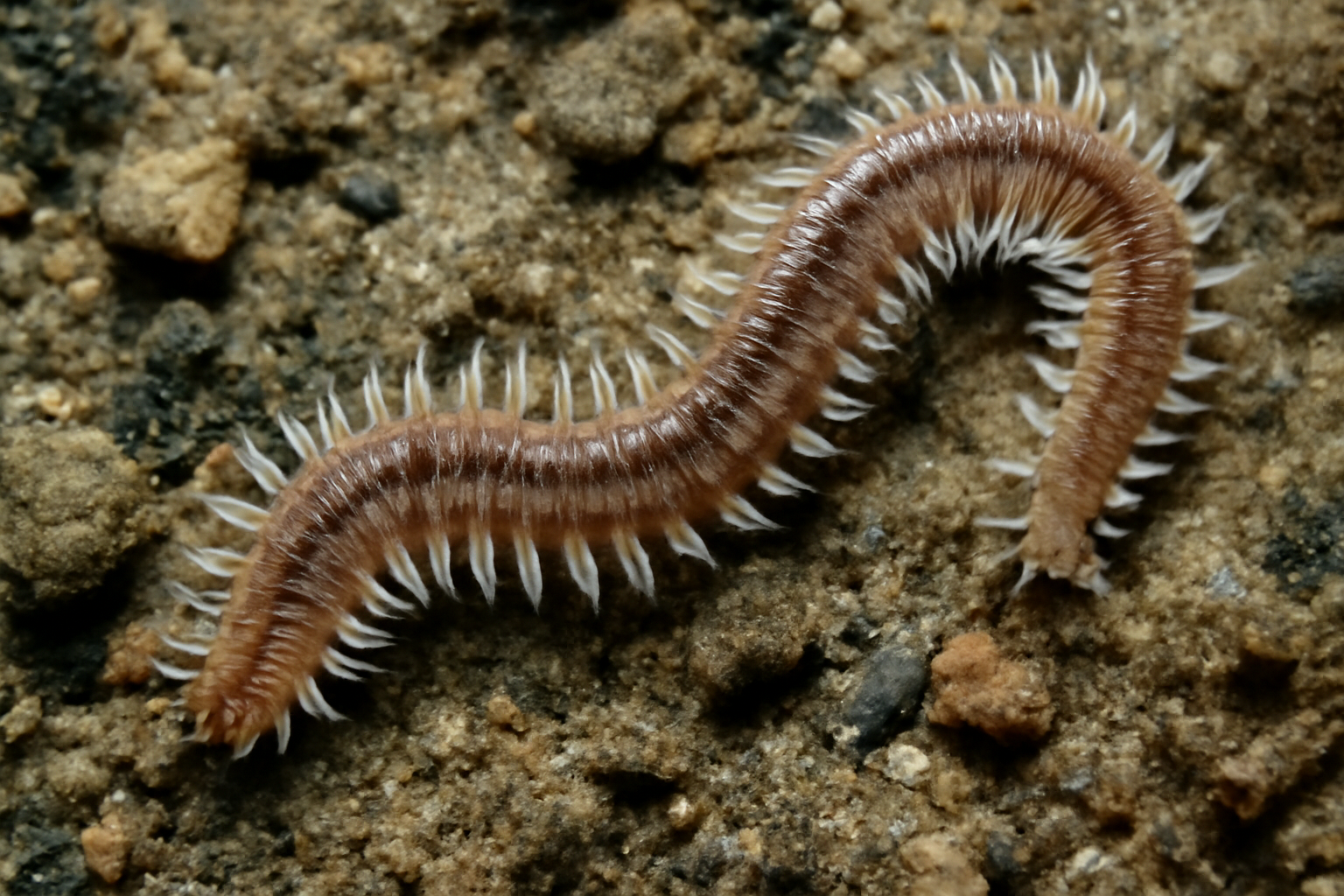 Atlantic Polychaetes