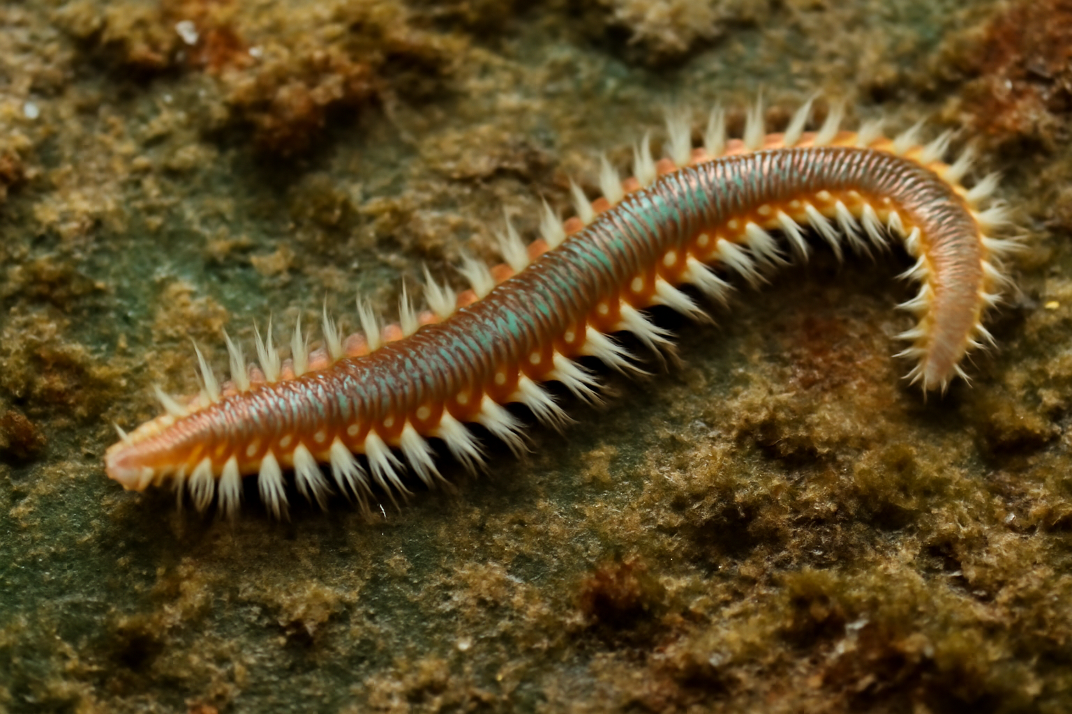 Common Bristle Worm