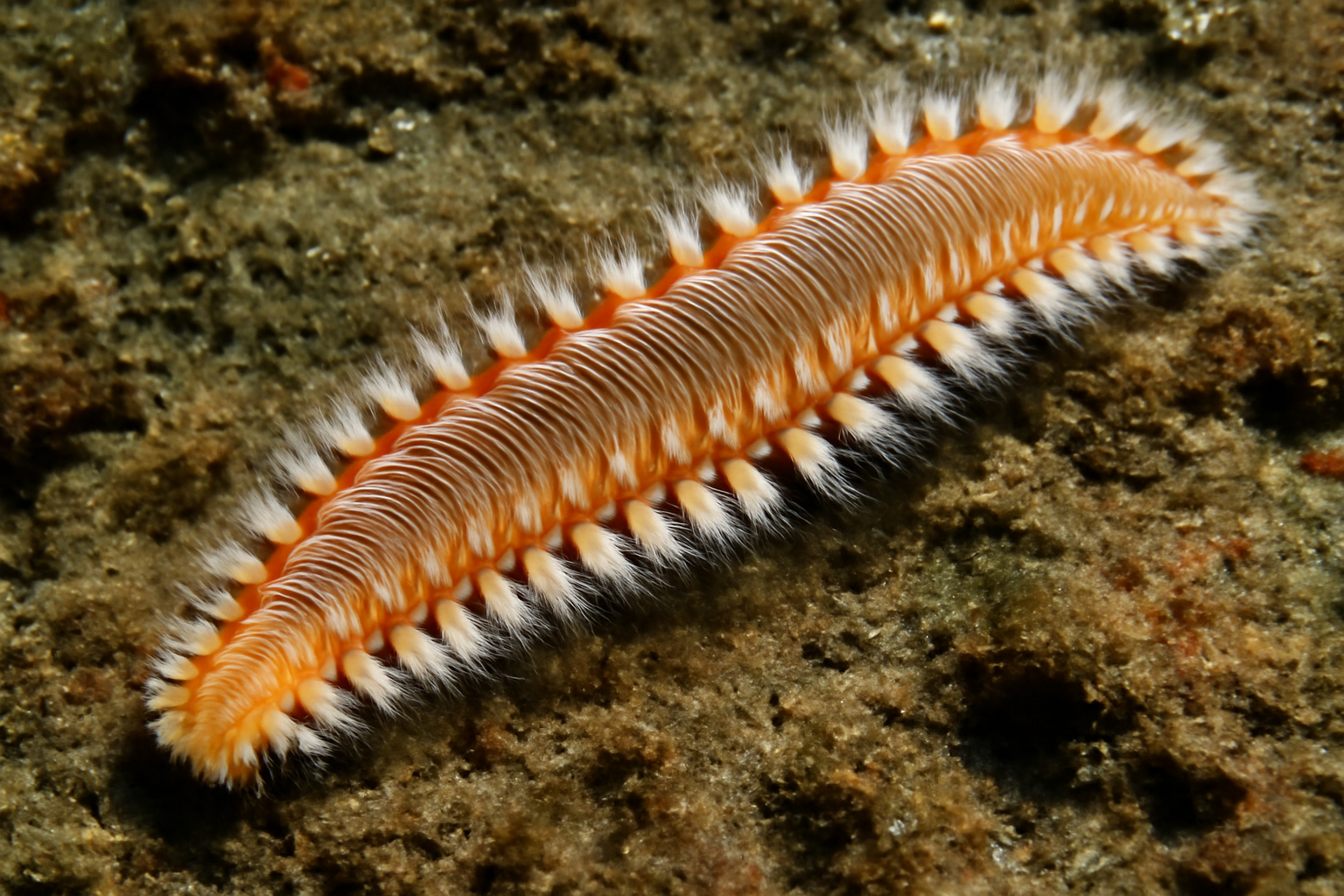Giant Bristle Worm