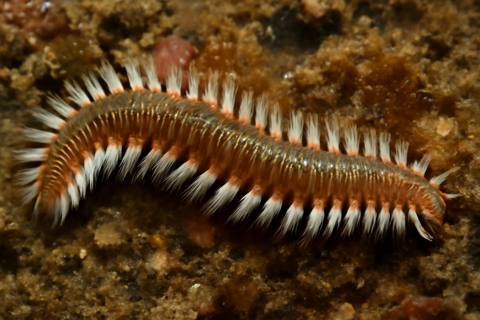 Southern Bristle Worm