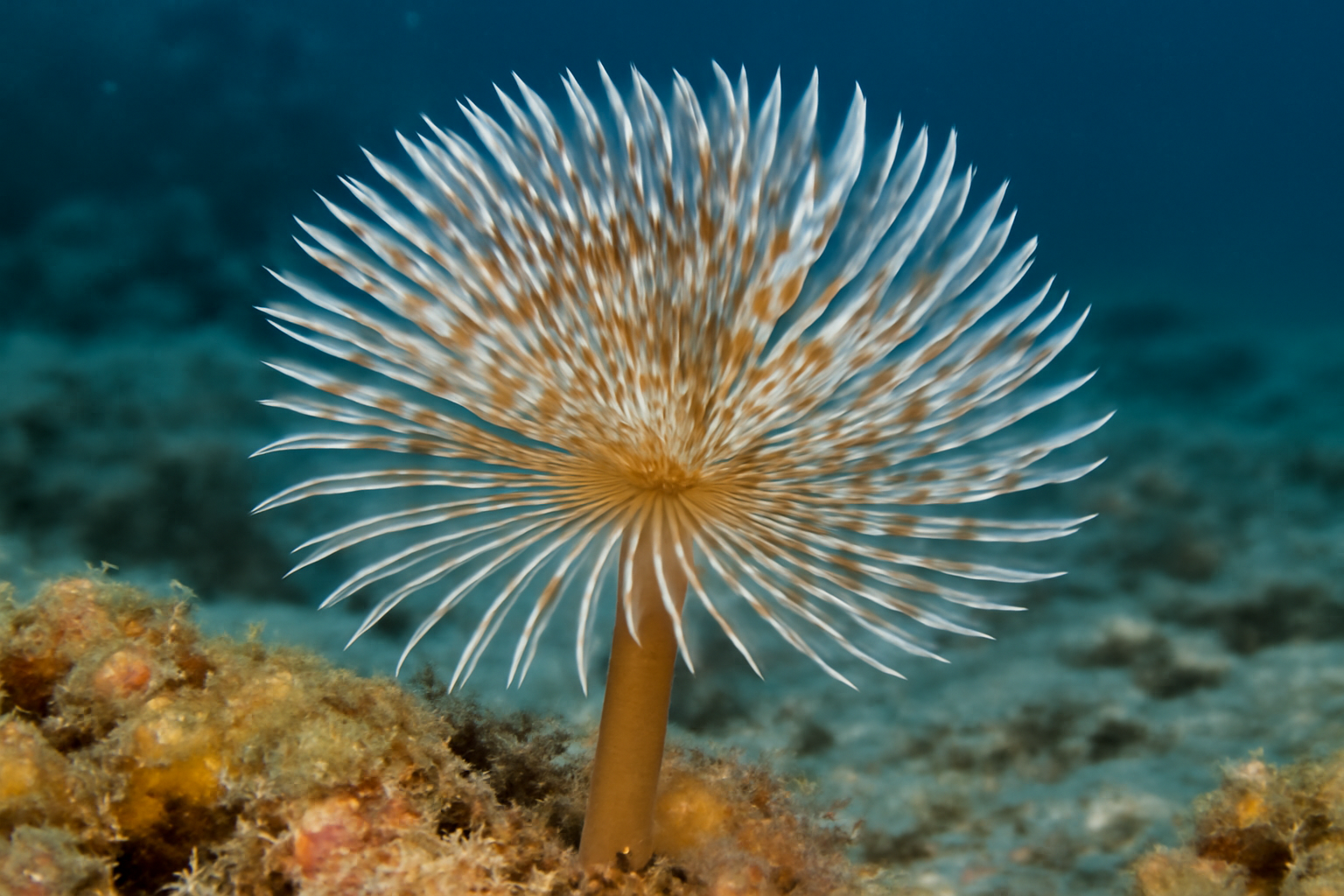 Feather duster worm