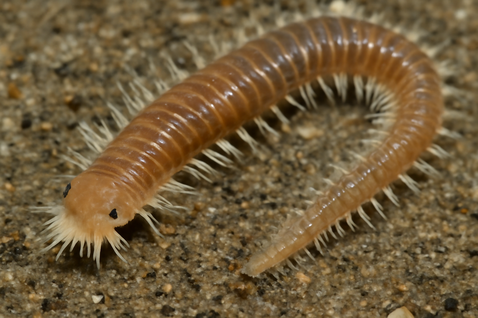 Mud worm