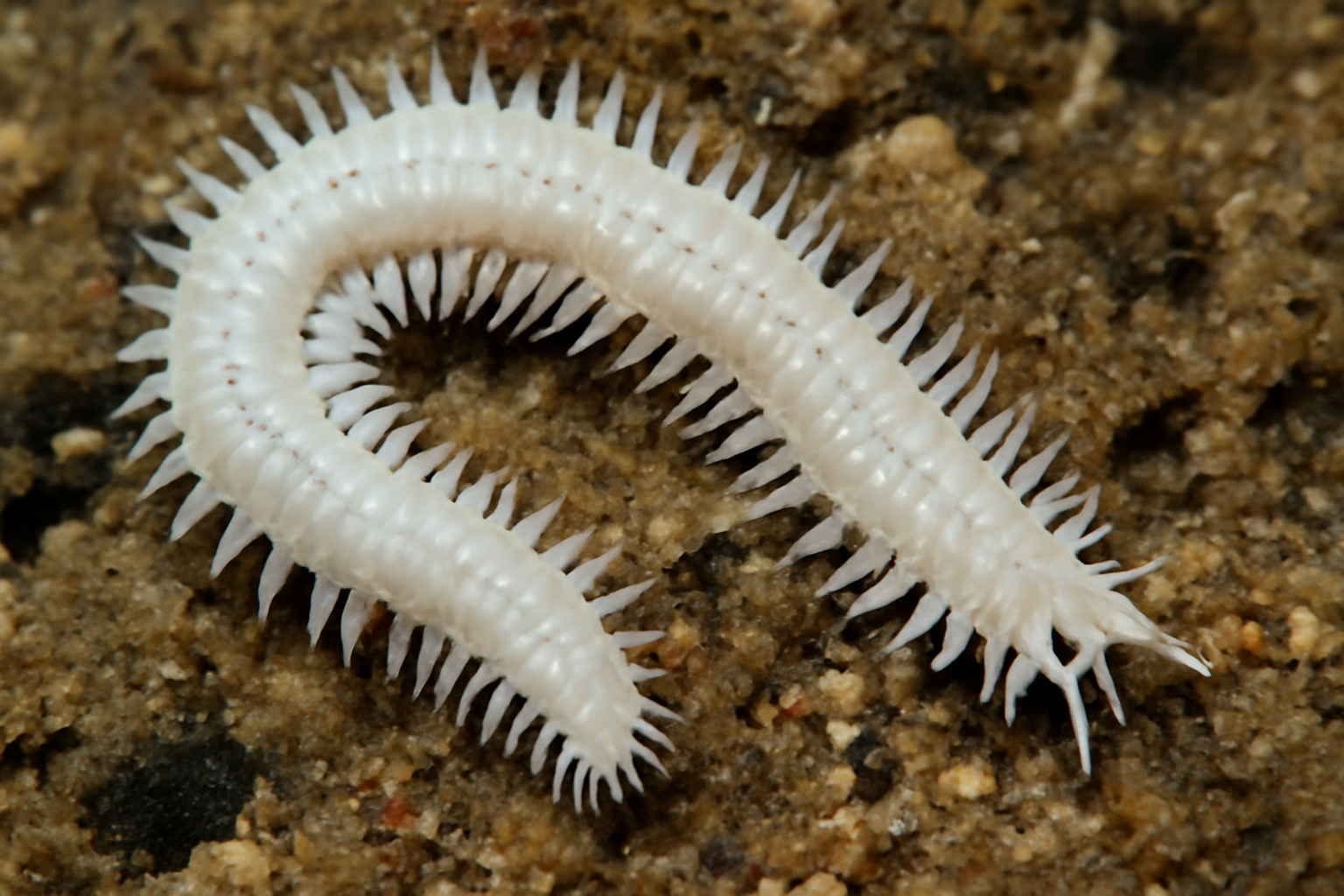 White ragworm