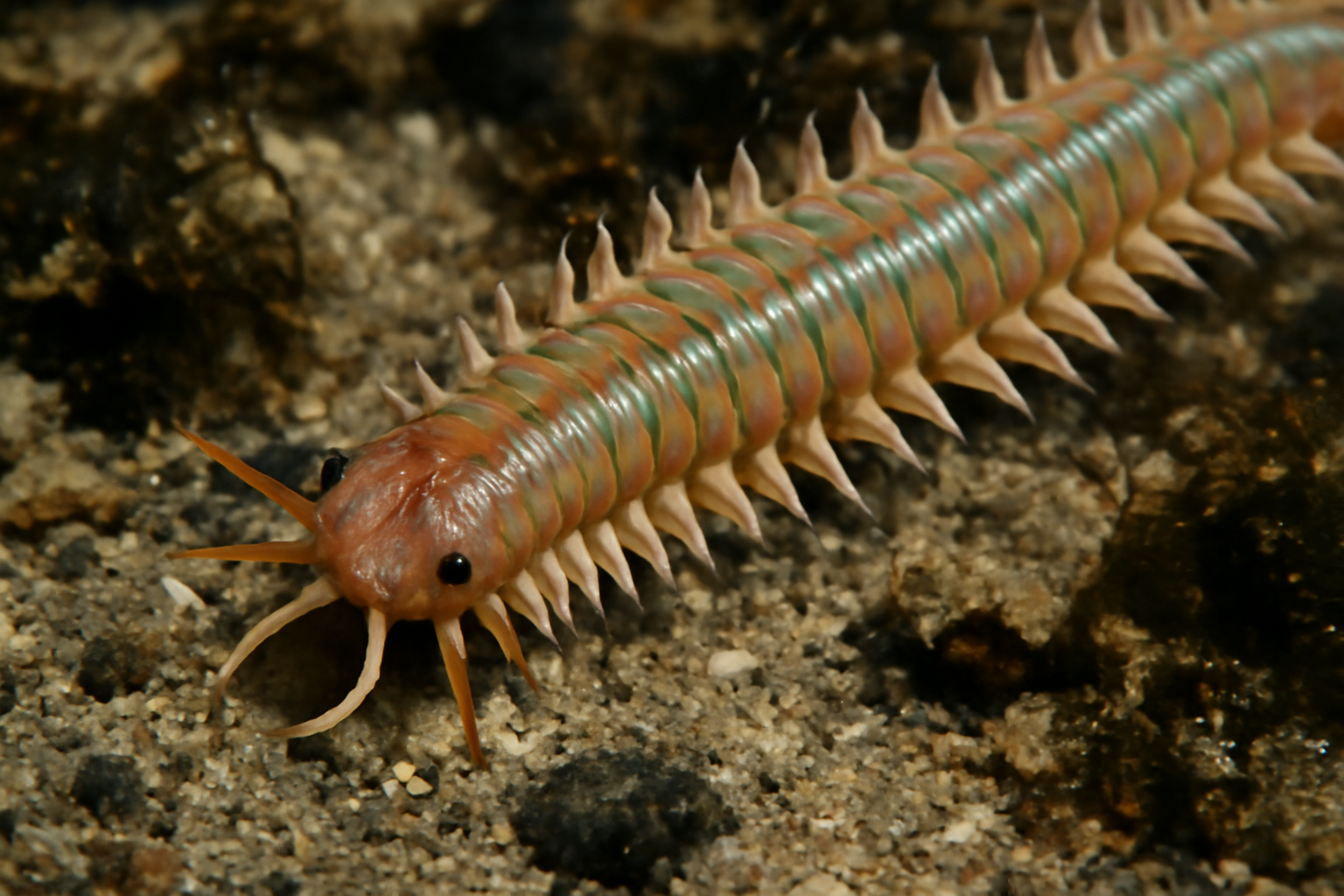 Japanese Ragworm
