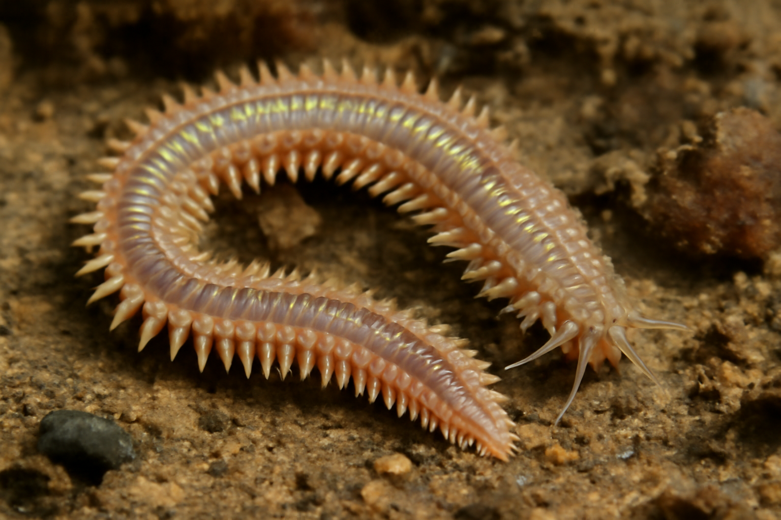 American Ragworm