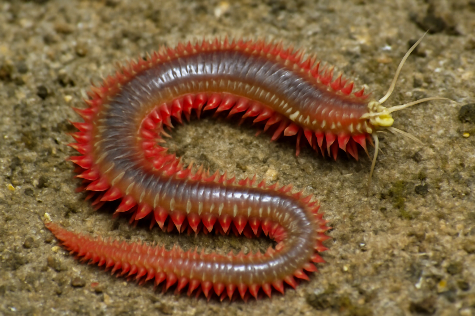 Red Gilled Mud Worm