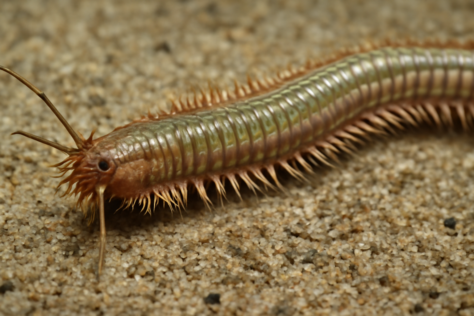 Sand Worm