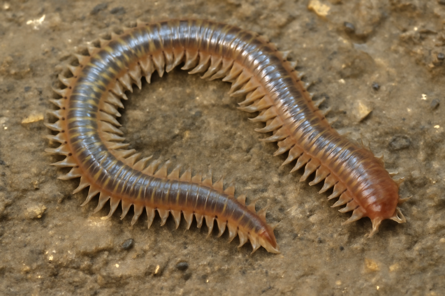 Estuary ragworm
