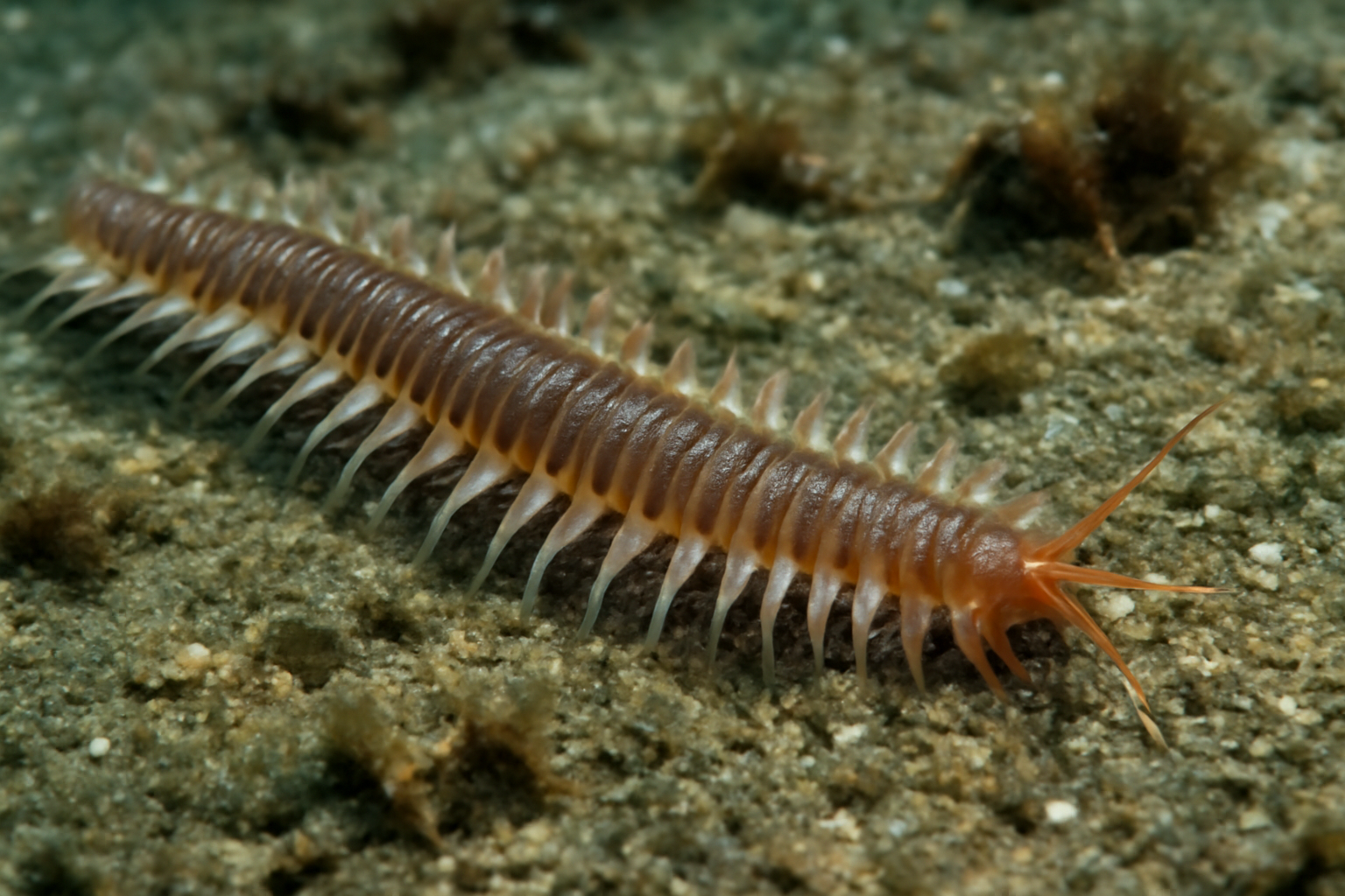 Sea Centipede
