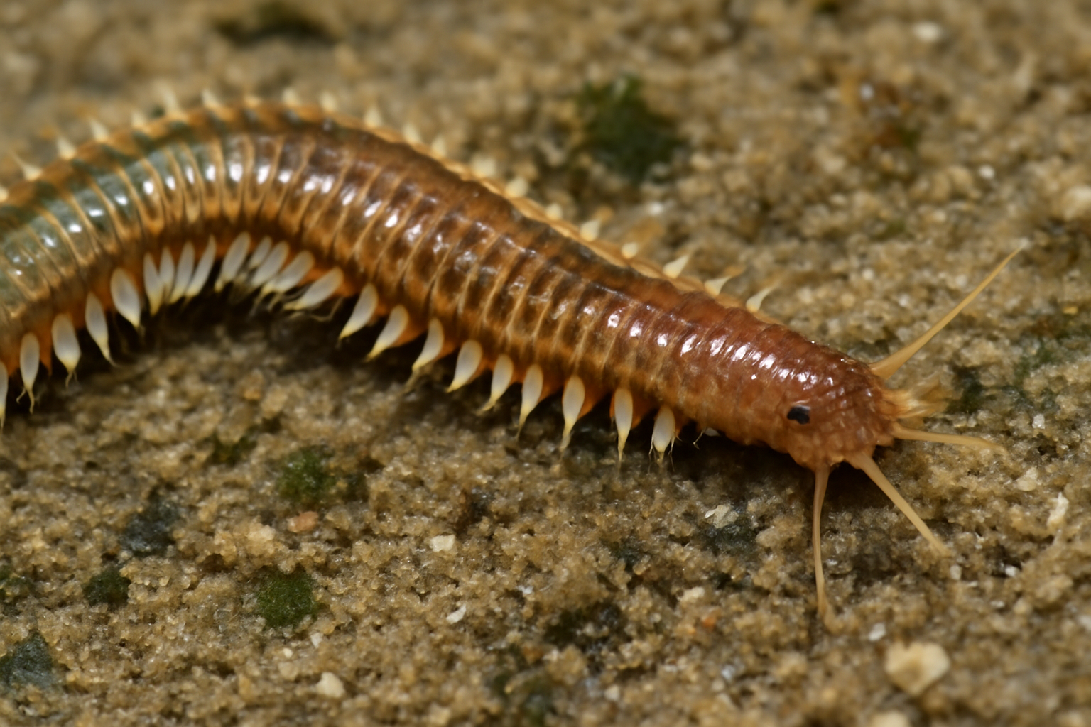 Common ragworm