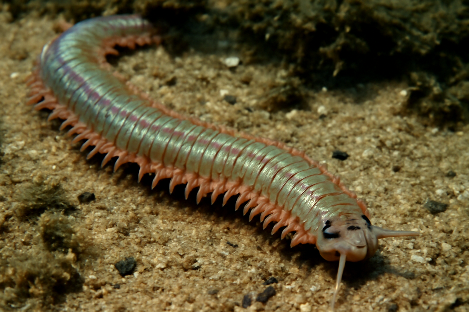 Mediterranean sandworm