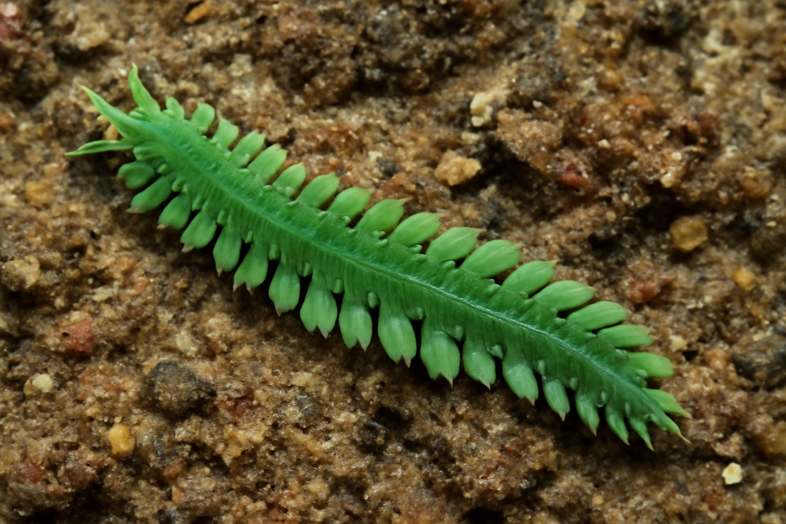 Green Paddle Worm