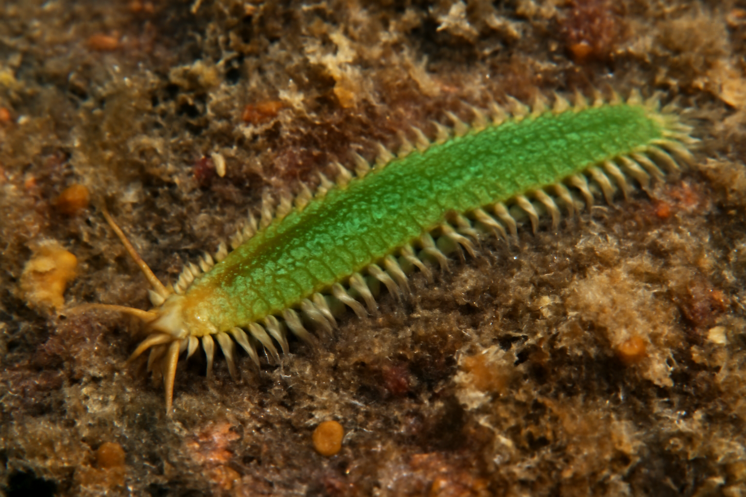Eulalia ornata