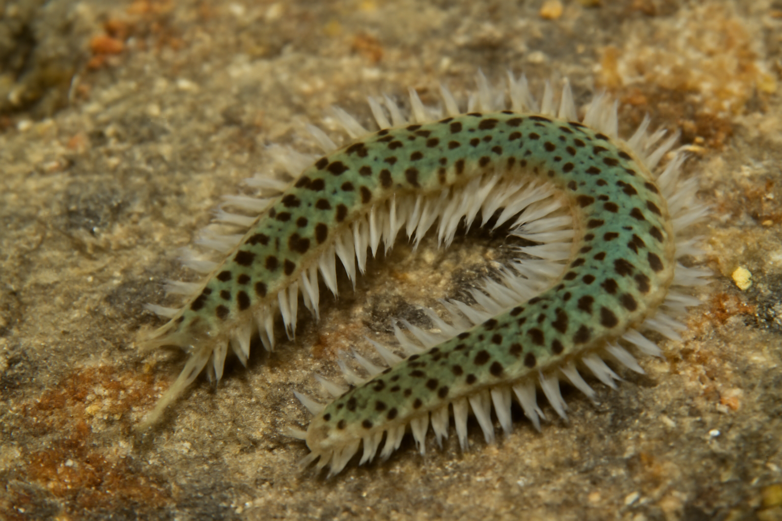 Eulalia maculata