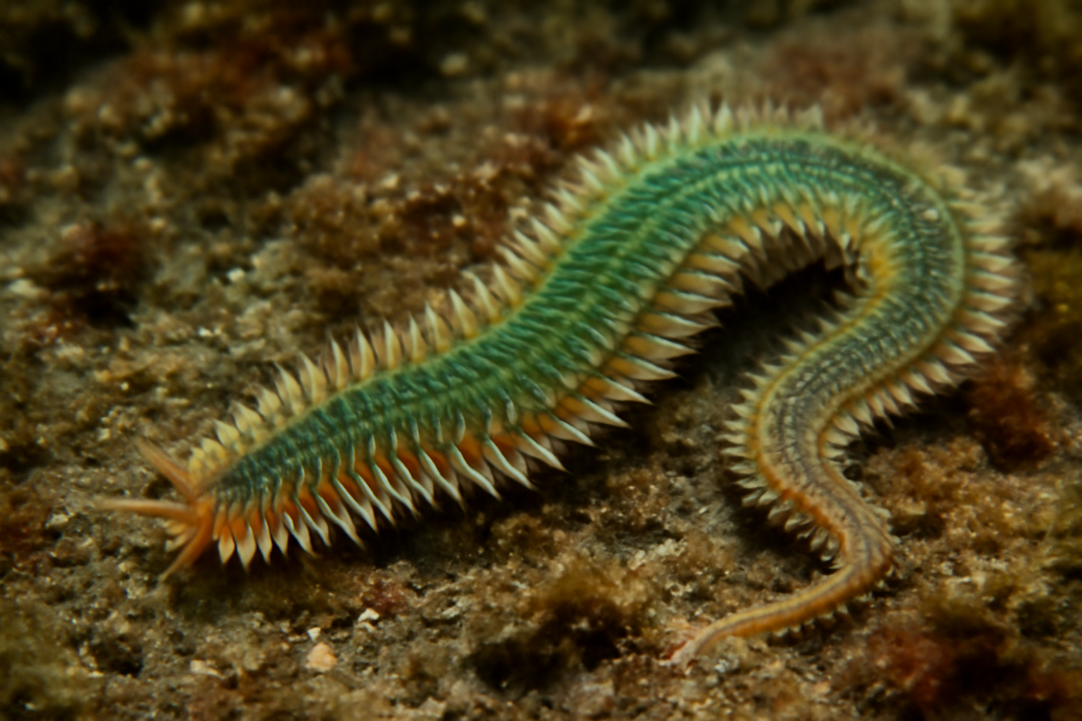 Giant Phyllodoce