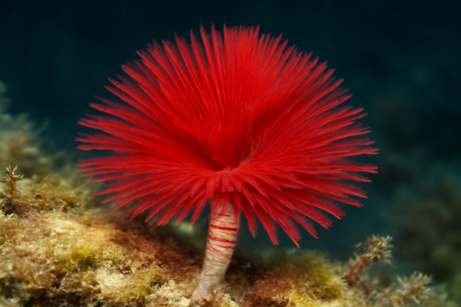 Red Feather-headed Worm