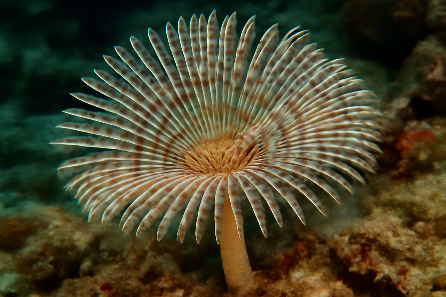Magnificent Feather Duster