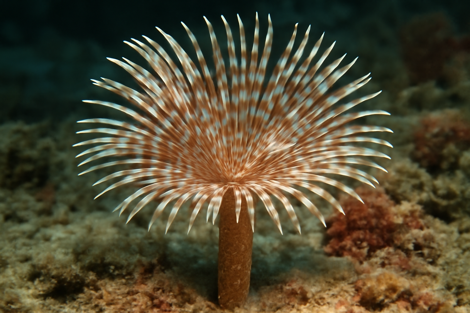 Hawaiian Feather Duster