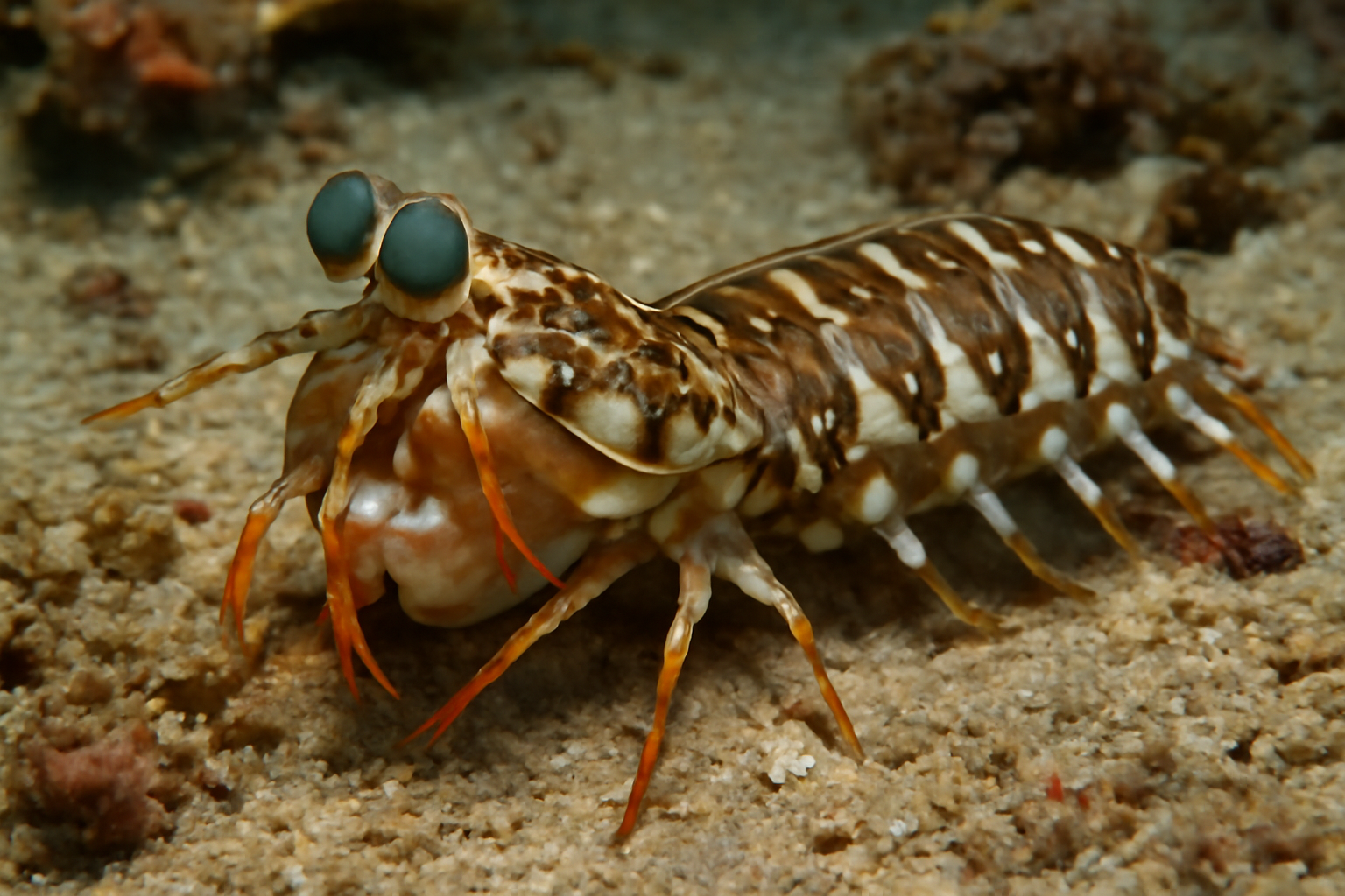 Sige's Mantis Shrimp