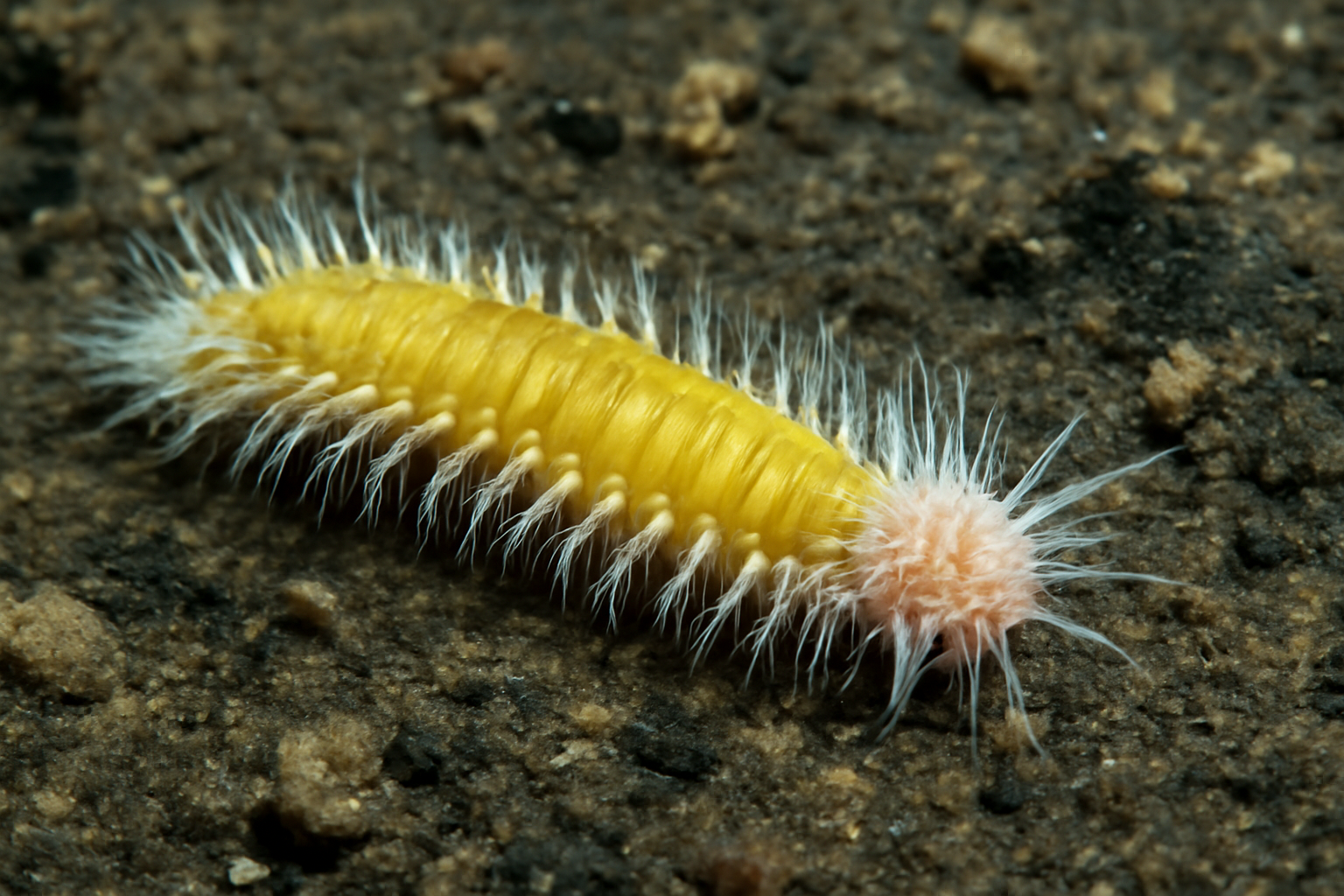 Sulphur Worm