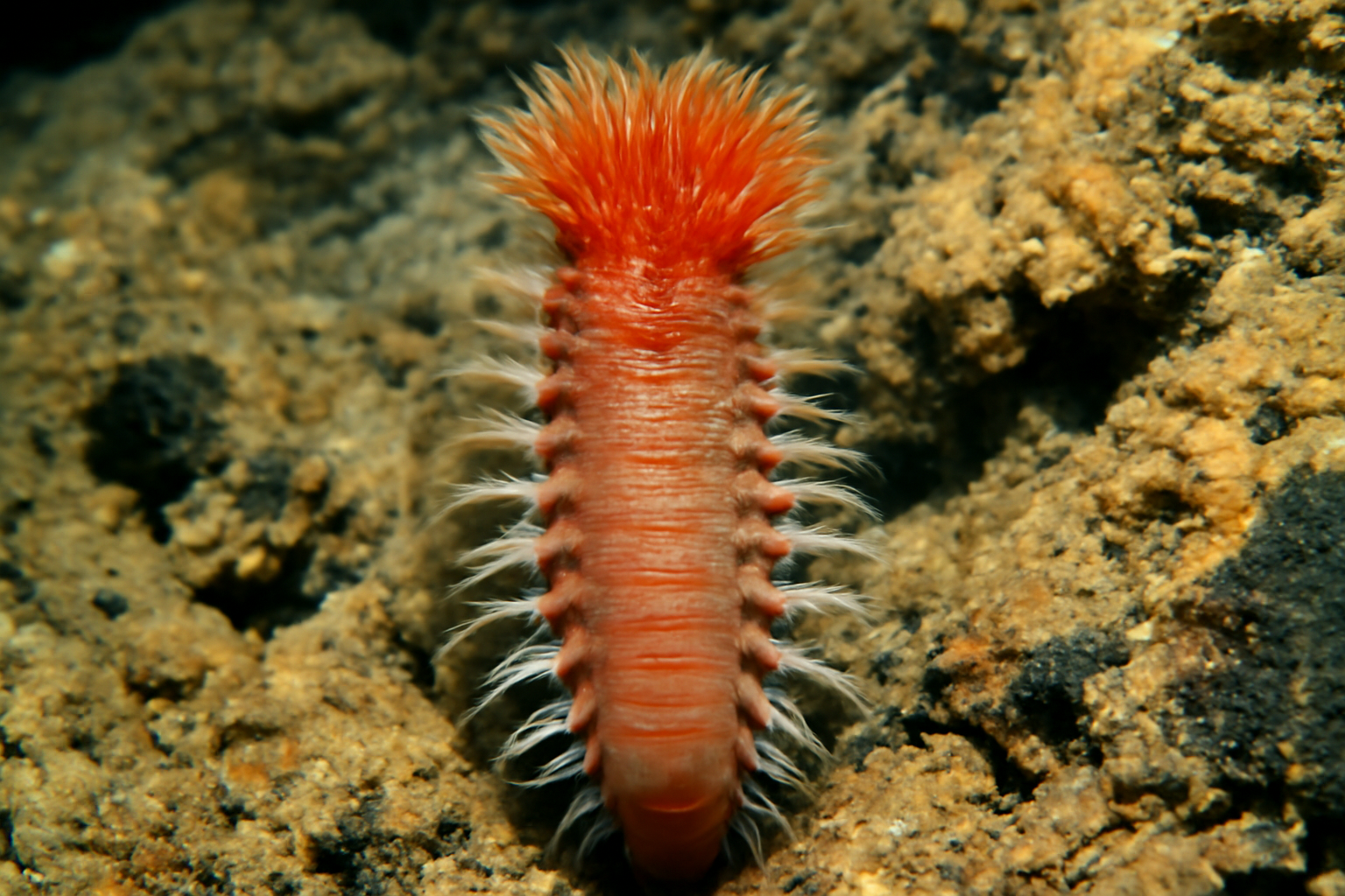 Heat-tolerant Worm