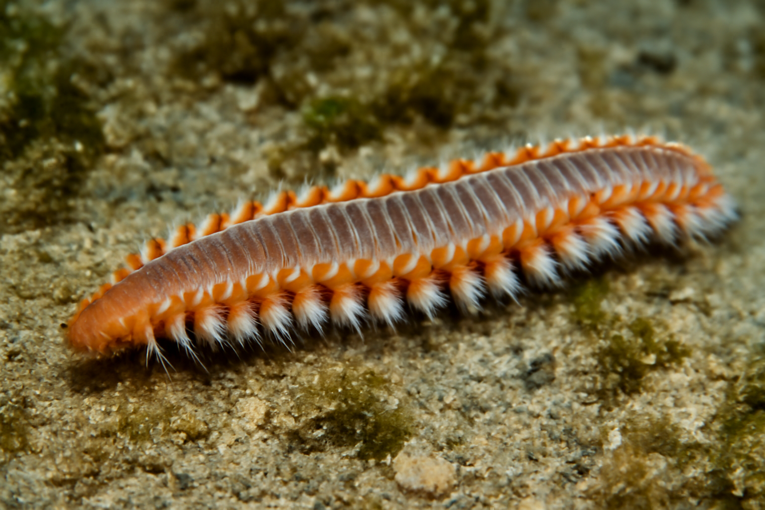 Baker's Worm