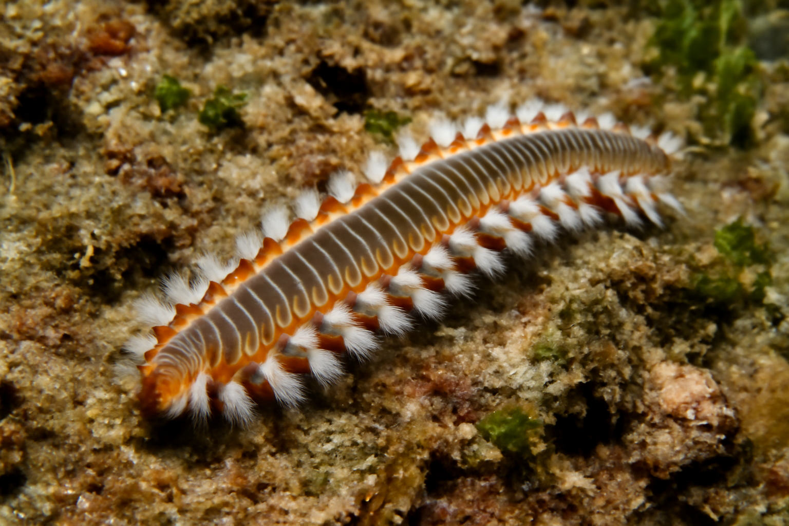 Common Fireworm