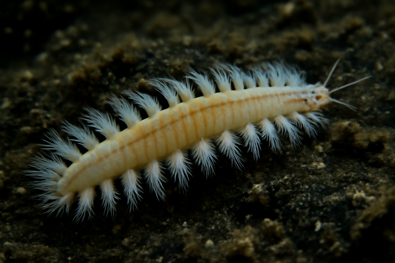 Polar Paddleworm