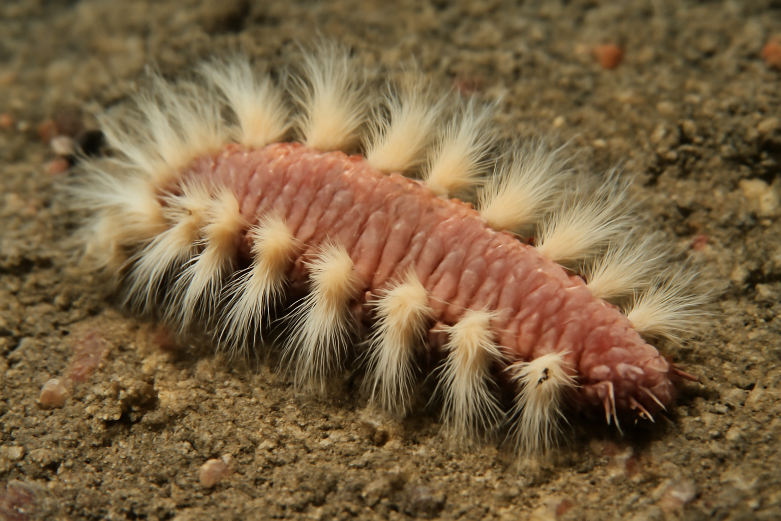 Laetmonice hystrix